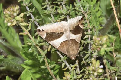 Dysgonia algira