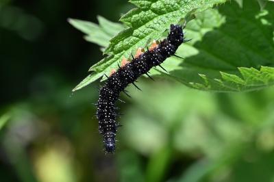 <i>Aglais io</i>