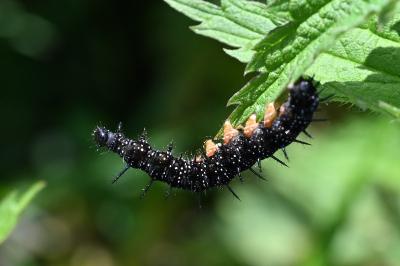 <i>Aglais io</i>
