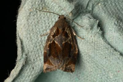 Archips crataegana