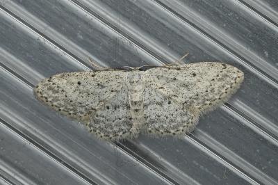 Idaea seriata