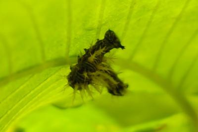 <i>Polygonia c-album</i>