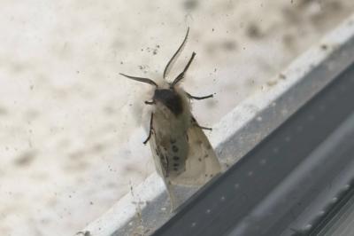 <i>Spilosoma lubricipeda</i>