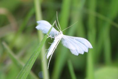 Pterophorus pentadactylus