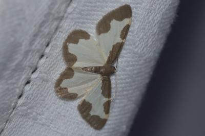 Lomaspilis marginata