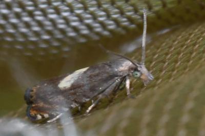 Dichrorampha petiverella