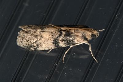 Euzophera pinguis