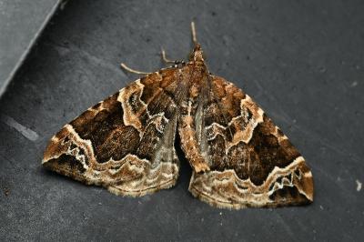 Eulithis prunata