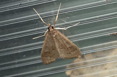 Mecyna asinalis