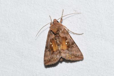 Autographa jota