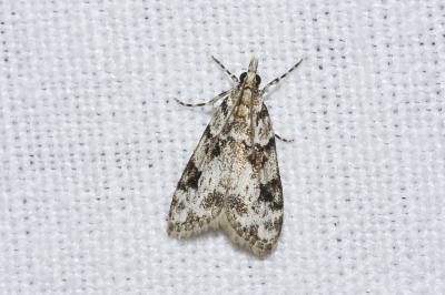 Eudonia delunella