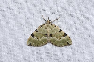 Colostygia pectinataria