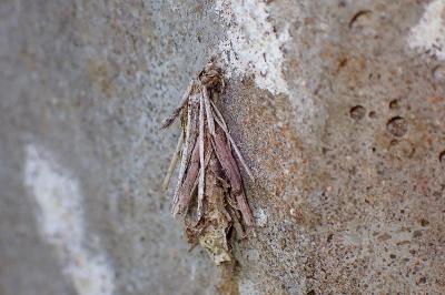 <i>Canephora hirsuta</i>