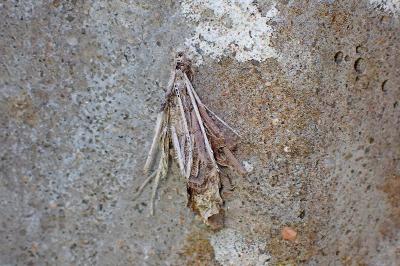 Canephora hirsuta