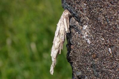 <i>Canephora hirsuta</i>