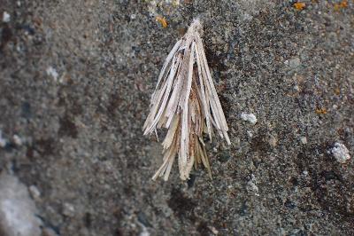 <i>Canephora hirsuta</i>