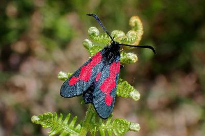 <i>Zygaena trifolii</i>