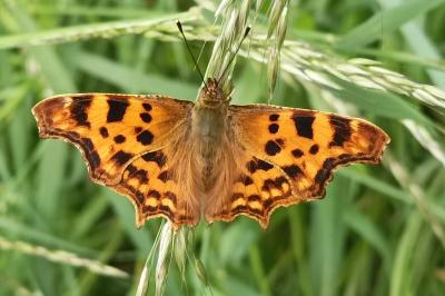<i>Polygonia c-album</i>