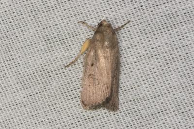 <i>Proxenus hospes</i>