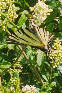 <i>Iphiclides podalirius</i>