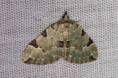<i>Colostygia pectinataria</i>