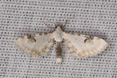 <i>Eupithecia centaureata</i>
