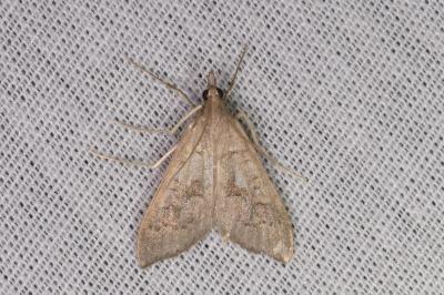 <i>Mecyna asinalis</i>