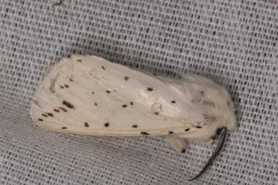 <i>Spilosoma lubricipeda</i>