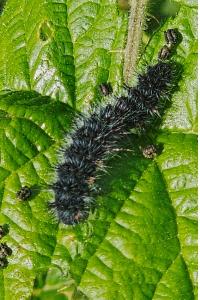 <i>Saturnia pavonia</i>