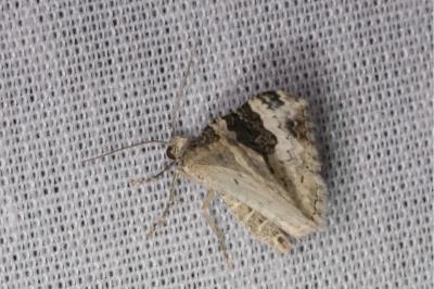 <i>Epirrhoe galiata</i>