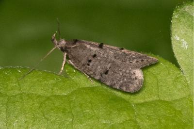 Luquetia lobella