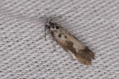 <i>Ethmia quadrillella</i>