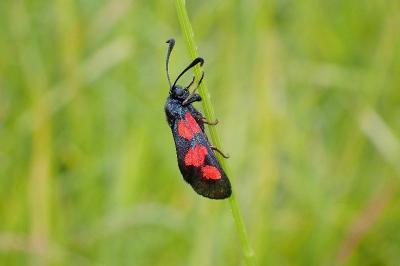 <i>Zygaena trifolii</i>