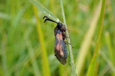 Zygaena trifolii
