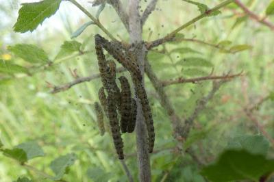 <i>Yponomeuta padella</i>