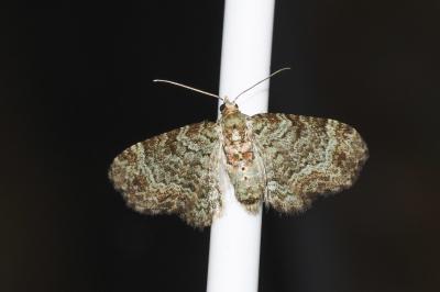 <i>Pasiphila chloerata</i>