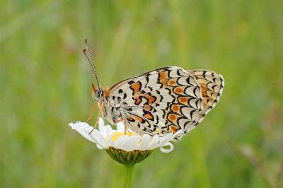 <i>Melitaea phoebe</i>