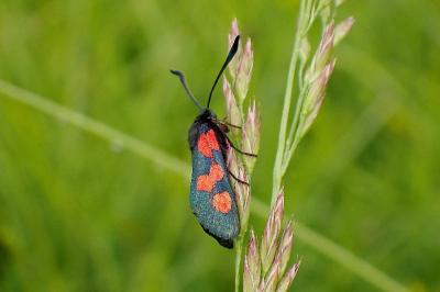 <i>Zygaena trifolii</i>
