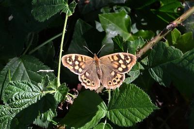 <i>Pararge aegeria</i>