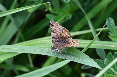 <i>Euclidia glyphica</i>