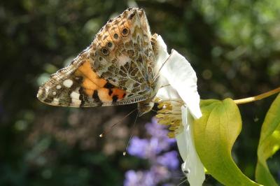 <i>Vanessa cardui</i>