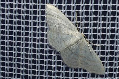 <i>Idaea subsericeata</i>