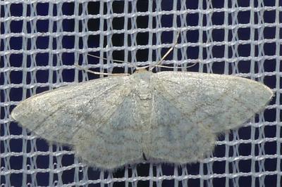 <i>Idaea subsericeata</i>