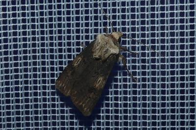 <i>Agrotis puta</i>
