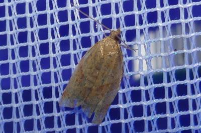 <i>Clepsis consimilana</i>