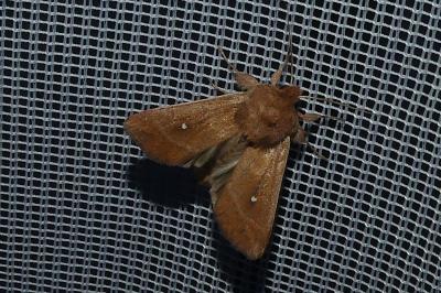 <i>Mythimna albipuncta</i>