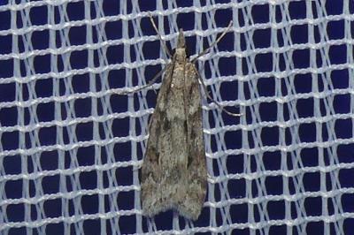 <i>Eudonia angustea</i>