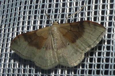 <i>Idaea degeneraria</i>