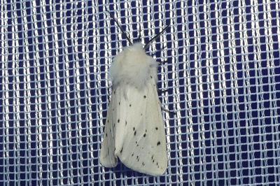 <i>Spilosoma lubricipeda</i>