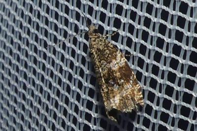<i>Celypha lacunana</i>